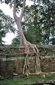 Angkor: Ta Prohm Tempel - Wurzeln von Tetrameles nudiflora