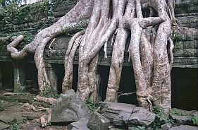Angkor: Ta Prohm Tempel - Wurzeln von Tetrameles nudiflora