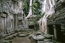 Angkor: Ta Prohm Tempel - Wurzeln von Tetrameles nudiflora