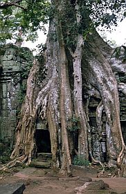 Angkor: Ta Prohm Tempel