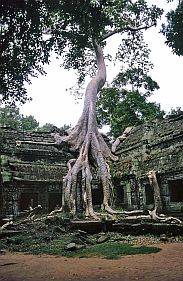 Angkor: Ta Prohm Tempel - Wurzeln von Tetrameles nudiflora