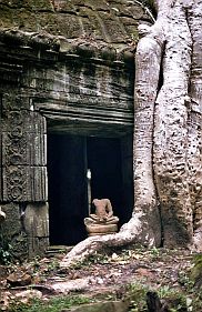 Angkor: Ta Prohm Tempel