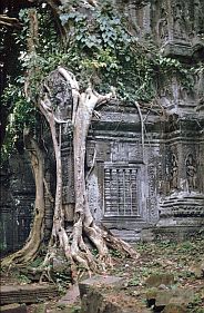 Angkor: Ta Prohm Tempel