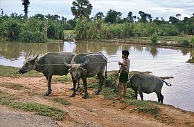 Umgebung von Siem Reap: Junge mit Wasserbffeln