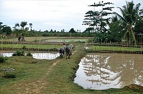 Umgebung von Siem Reap: Landschaft mit Wasserbffeln