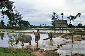 Umgebung von Siem Reap: Mdchen mit Wasserbffeln
