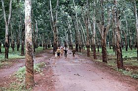 Umgebung von Kompong Cham: Kautschukplantage