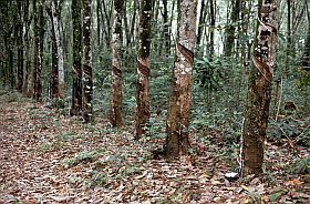 Umgebung von Kompong Cham: Kautschukplantage