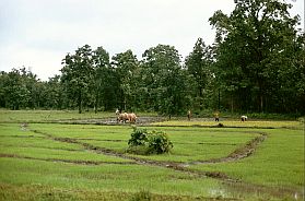 Rckfahrt von Bong Long nach Stung Treng: Reisfelder