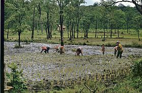 Rckfahrt von Bong Long nach Stung Treng: Reispflanzen
