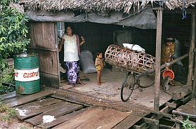 Umgebung von Sihanoukville: Schweinetransport auf dem Fahrrad