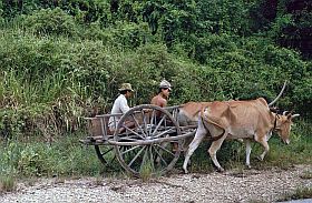 Umgebung von Sihanoukville: Ochsenkarren