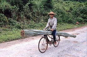 Bambustransport mit dem Fahrrad