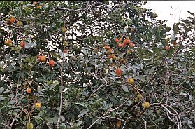 Umgebung von Kampot: Rambutanbaum