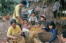 Umgebung von Kampot: Rambutanernte