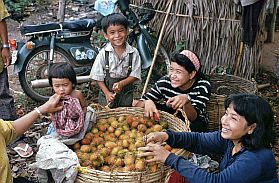 Umgebung von Kampot: Rambutanernte