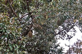 Umgebung von Kampot: Durianbaum