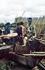 Tonle Sap See: Fischzucht