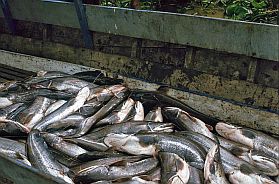 Tonle Sap See: Fischzucht