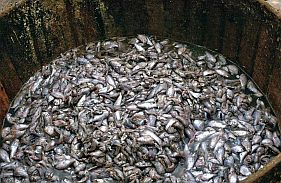 Bei Siem Reap: Fische fr Prahok, die obligatorische Fischpaste