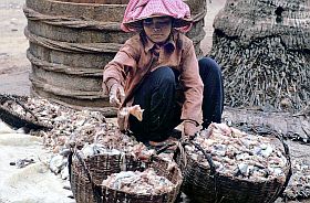 Bei Siem Reap: Fische fr Prahok