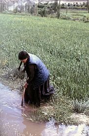 Frau bei der Feldarbeit