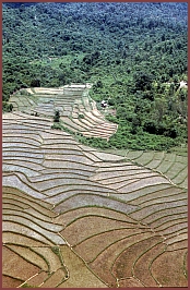 Flug nach Luang Prabang: Reisfelder