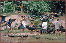 Am Mekong