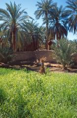 Ghadames:  Altstadt - Hirsefeld