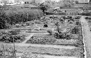 1953_schulgarten_n_05