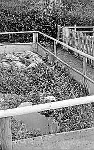 1950_schule_terrarium01