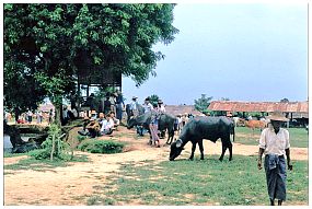 Viehmarkt bei Taungdwingyi