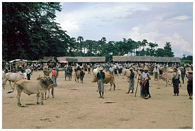 Viehmarkt bei Taungdwingyi