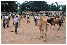 Viehmarkt bei Taungdwingyi