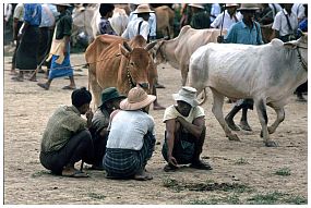 Viehhndler bei Taungdwingyi