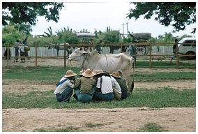 Viehmarkt bei Taungdwingyi