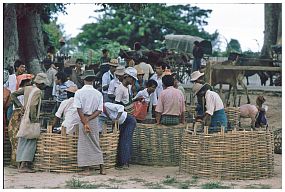 Viehmarkt bei Taungdwingyi