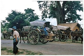 Viehmarkt bei Taungdwingyi - Kutschen