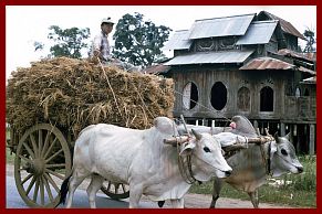 Ochsenkarren beim Kloster Shwe Yan Pyay