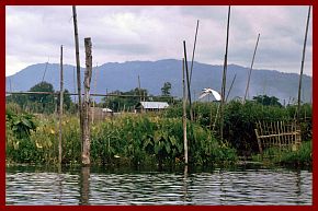 Inle-See: Schwimmende Grten