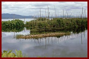 Inle-See: Schwimmende Grten