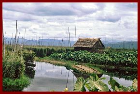 Inle-See: Schwimmende Grten