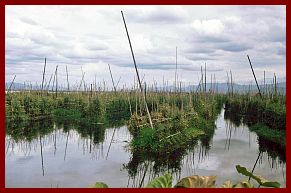 Inle-See: Schwimmende Grten