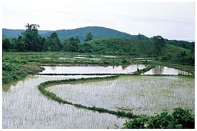 Am Zusammenfluss der Flsse Me Hka und Mali Hka zum Irrawaddy - Reisfelder