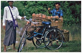 Umgebung von Myitkyina - Ananas-Transport auf dem Fahrrad