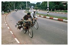 Yangon: Geflgeltransport mit dem Fahrrad