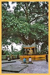Yangon: Shwedagon Pagode - Bodhi-Baum