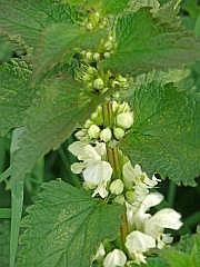 P1050764