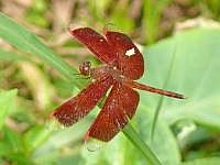 Libelle, Lombok / Indonesien