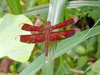 Libelle, Lombok / Indonesien